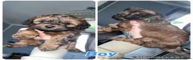 Shihpoo Puppy 1