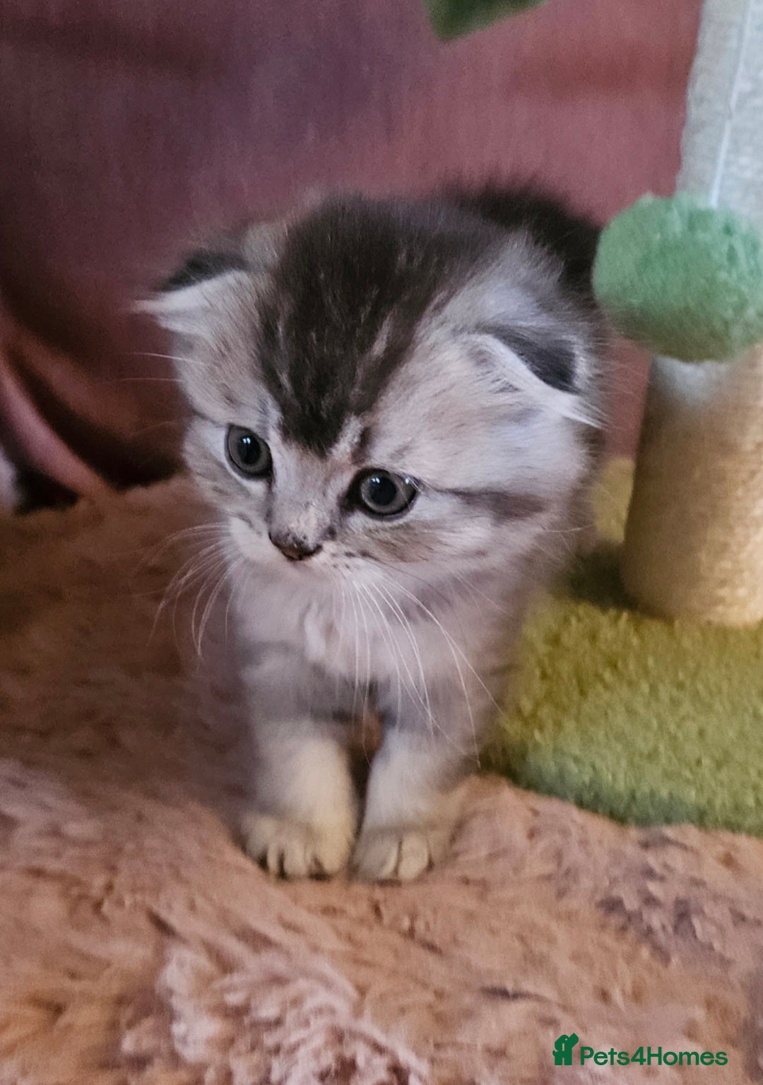 British Shorthair Kitten 2