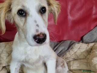 Lagotto Romagnolo dogs SNOWY - Aptly named for a winter Adoption! - Advert 1