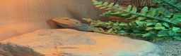 Bearded Dragon reptiles for sale: Bearded dragon tiverton in Tiverton - Advert 2