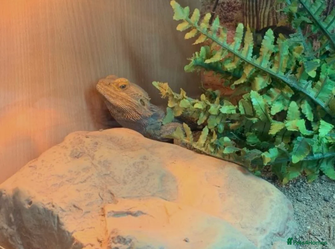 Bearded Dragon reptiles for sale: Bearded dragon tiverton in Tiverton - Advert 2
