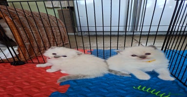 Ragdoll cats - Advert 13