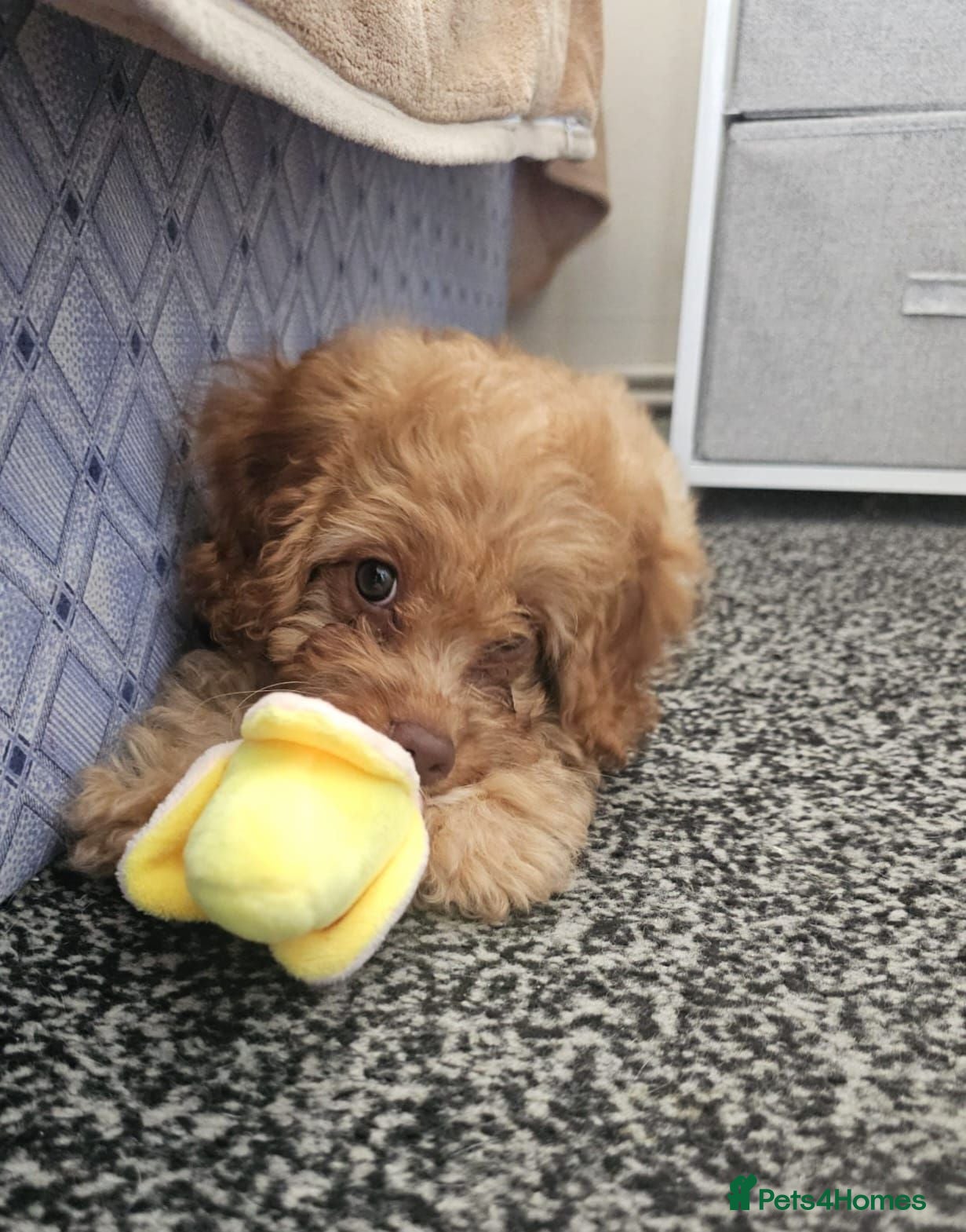 Cavapoo dogs Beautiful Cavapoo Puppies  - Advert 1