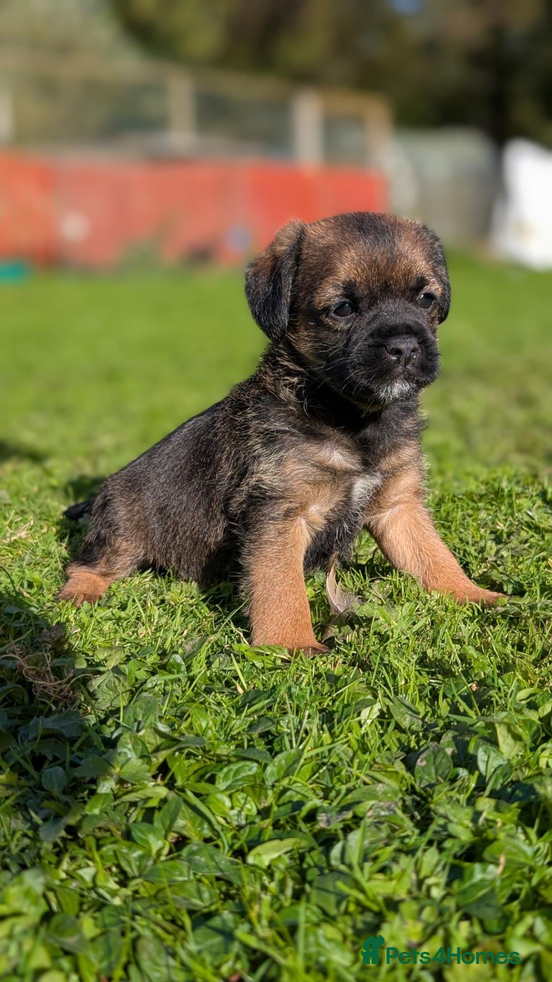 Border Terrier dogs Boisterous Borders  - Advert 1