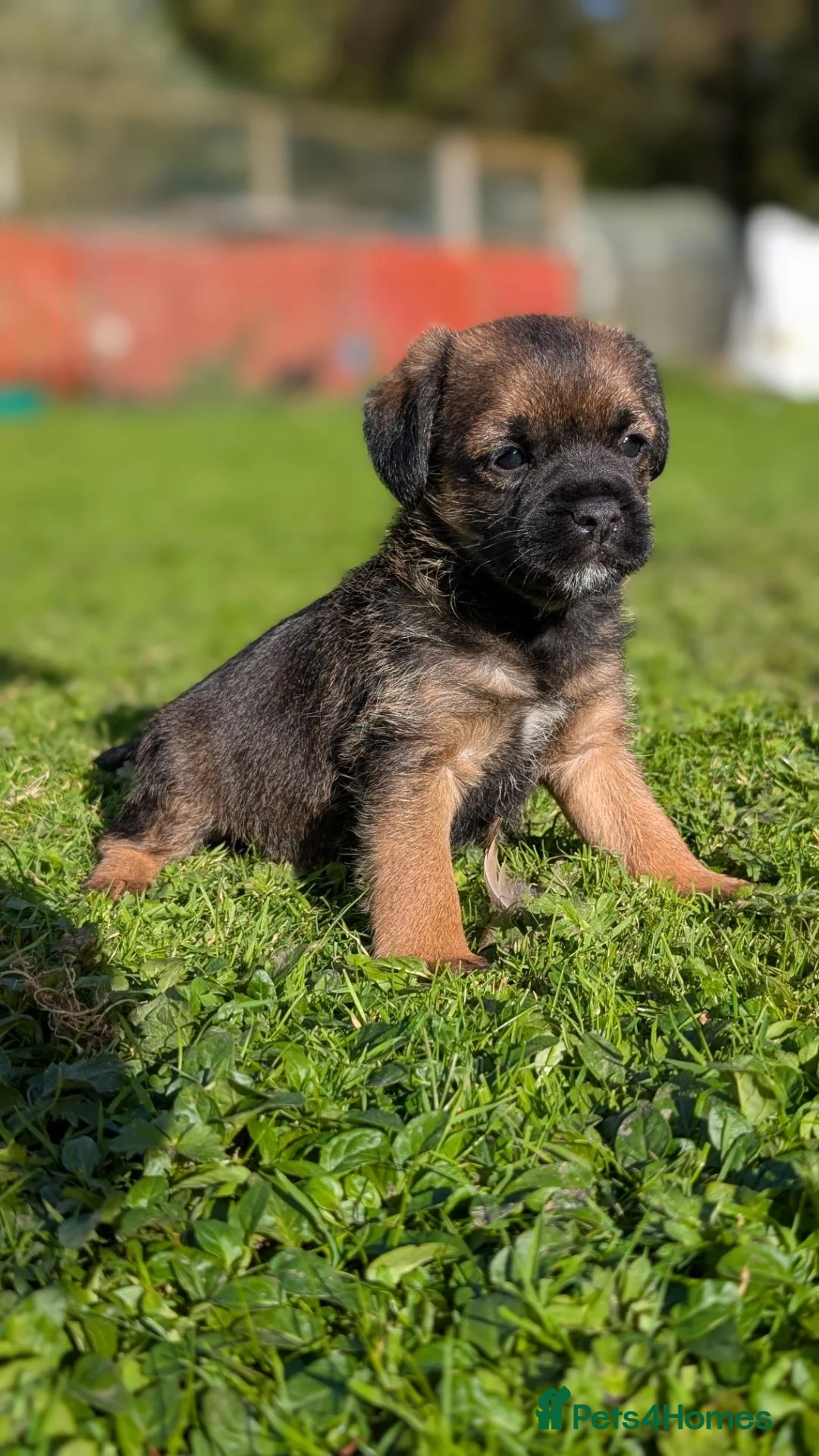 Border Terrier dogs for sale: Boisterous Borders  - Advert 1
