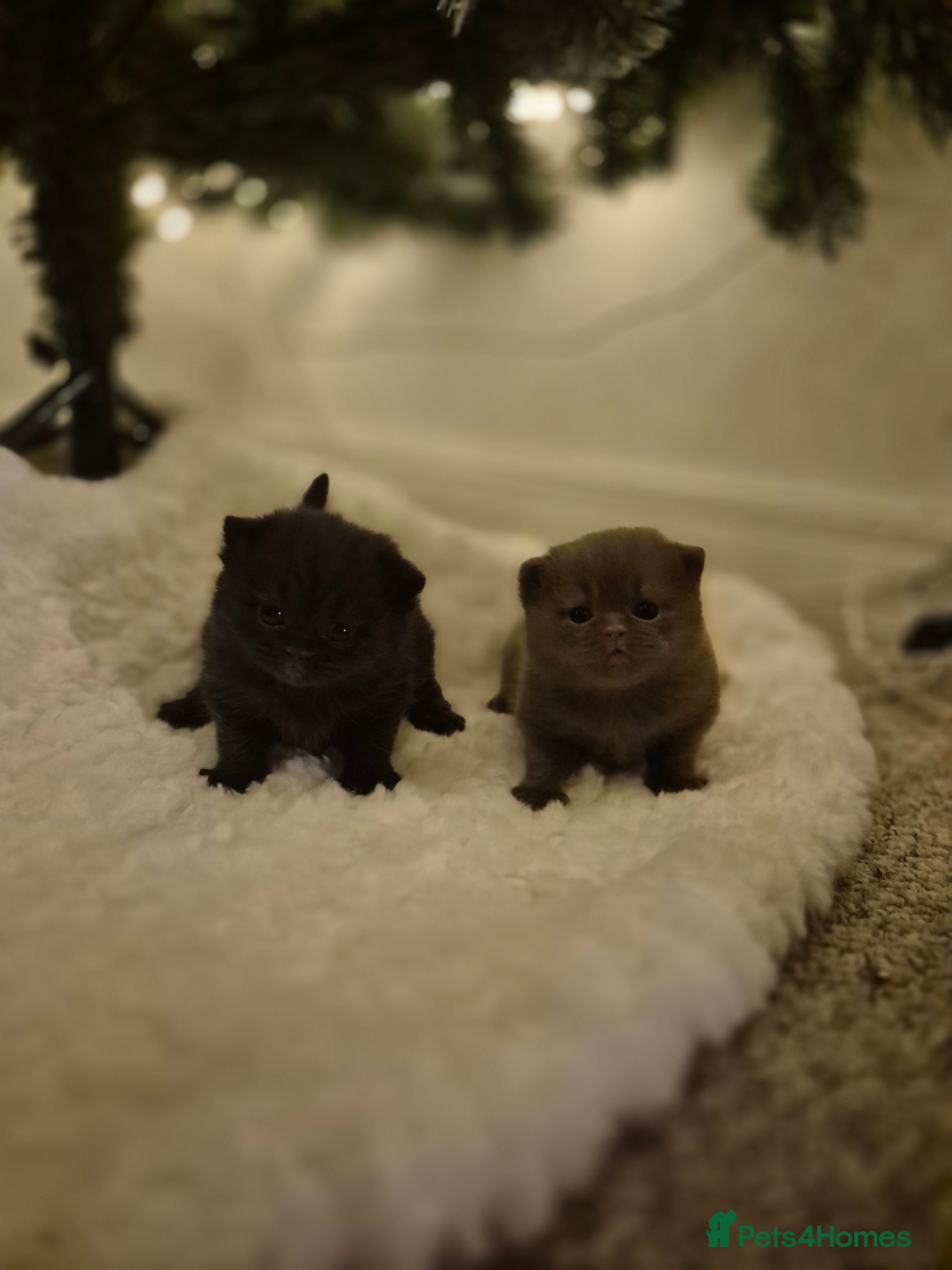 British Shorthair cats 2 GCCF female British short hair kittens  - Advert 4