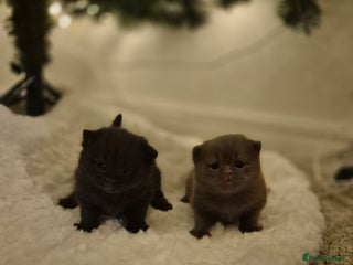 British Shorthair cats 2 GCCF female British short hair kittens - Advert 1