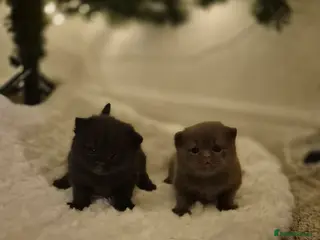 British Shorthair cats 2 GCCF female British short hair kittens - Advert 18