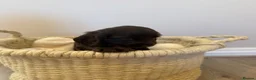 Cocker Spaniel dogs for sale: Beautiful litter of Show cocker spaniels - Advert 10