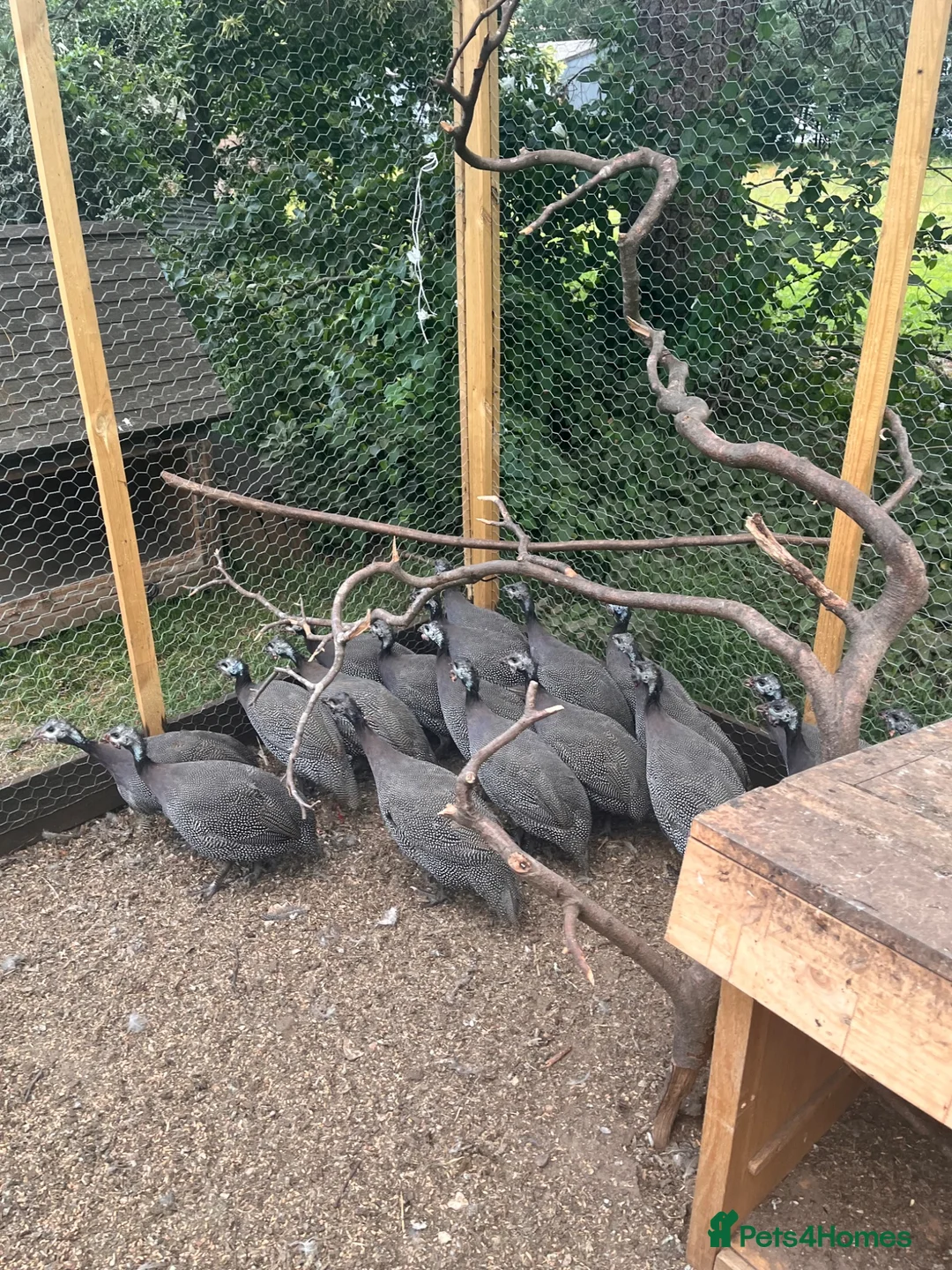 Guinea Fowl poultry for sale: Guinea foul  - Advert 1