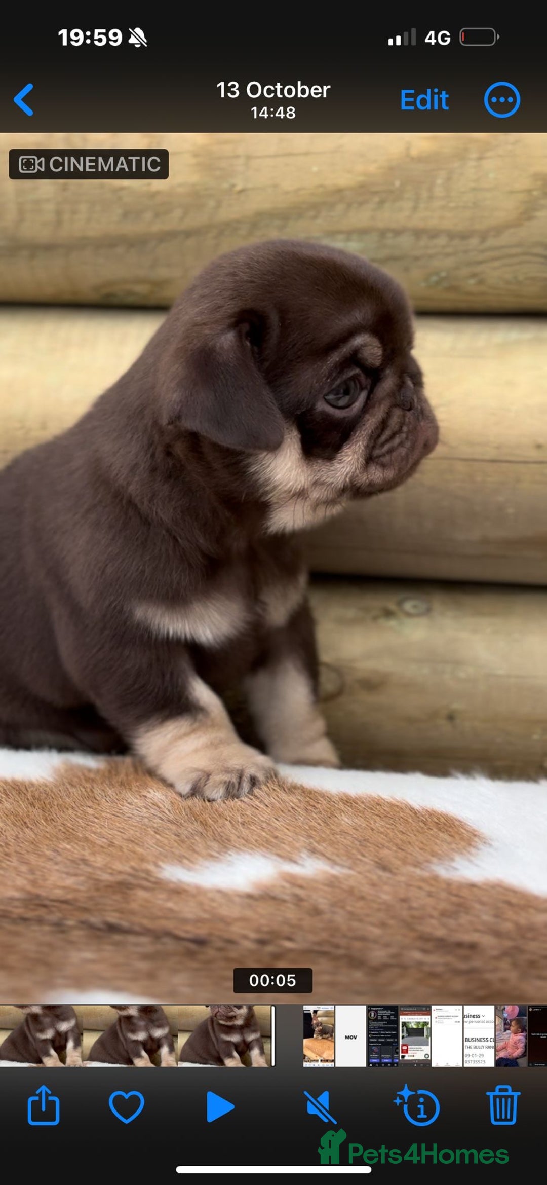 Pug dogs for sale: Beautiful last 2 little girl pugs. - Advert 6