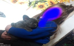 Akita dogs for sale: French blue KC registered 7 months old female pup - Image 2
