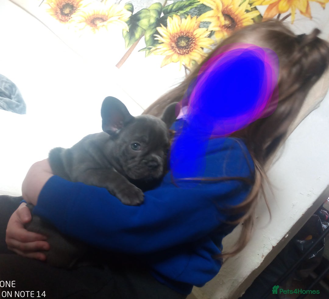 Akita dogs for sale: French blue KC registered 7 months old female pup - Image 2