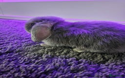 Mini Lop rabbits for sale: Baby min lops  - Image 5