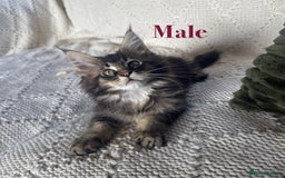 Maine Coon cats for sale: Beautiful pedigree maine coons, open to offers - Image 1
