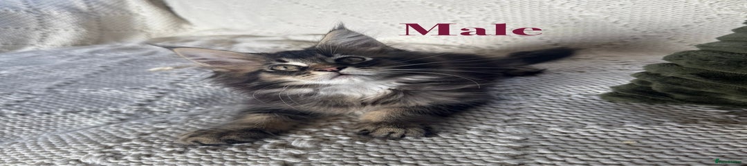 Maine Coon Kitten 1