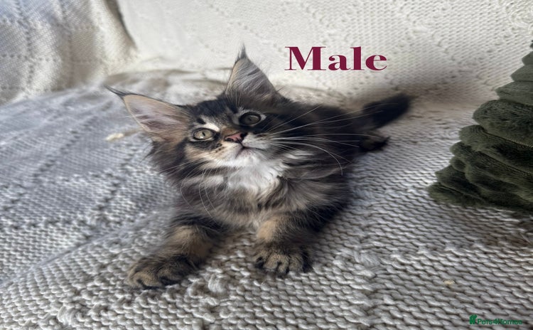 Maine Coon cats - Advert 1