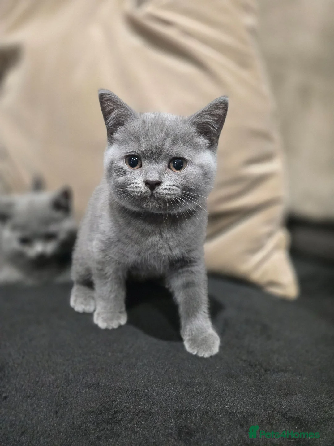 British Shorthair cats for sale: British Shorthair kittens READY NOW - Advert 2