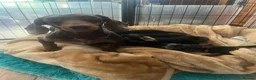 Miniature Dachshund dogs for sale: Gorgeous kaninchen/miniature puppies - Advert 2
