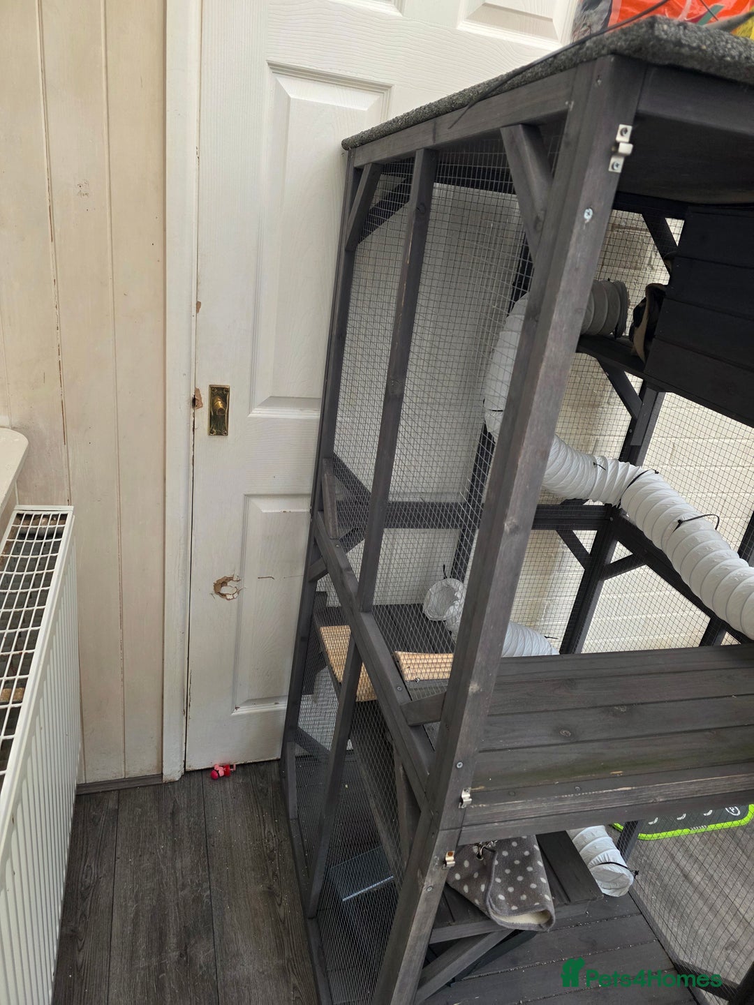 Ferret rodents for sale: Full ferret  set up  - Image 4