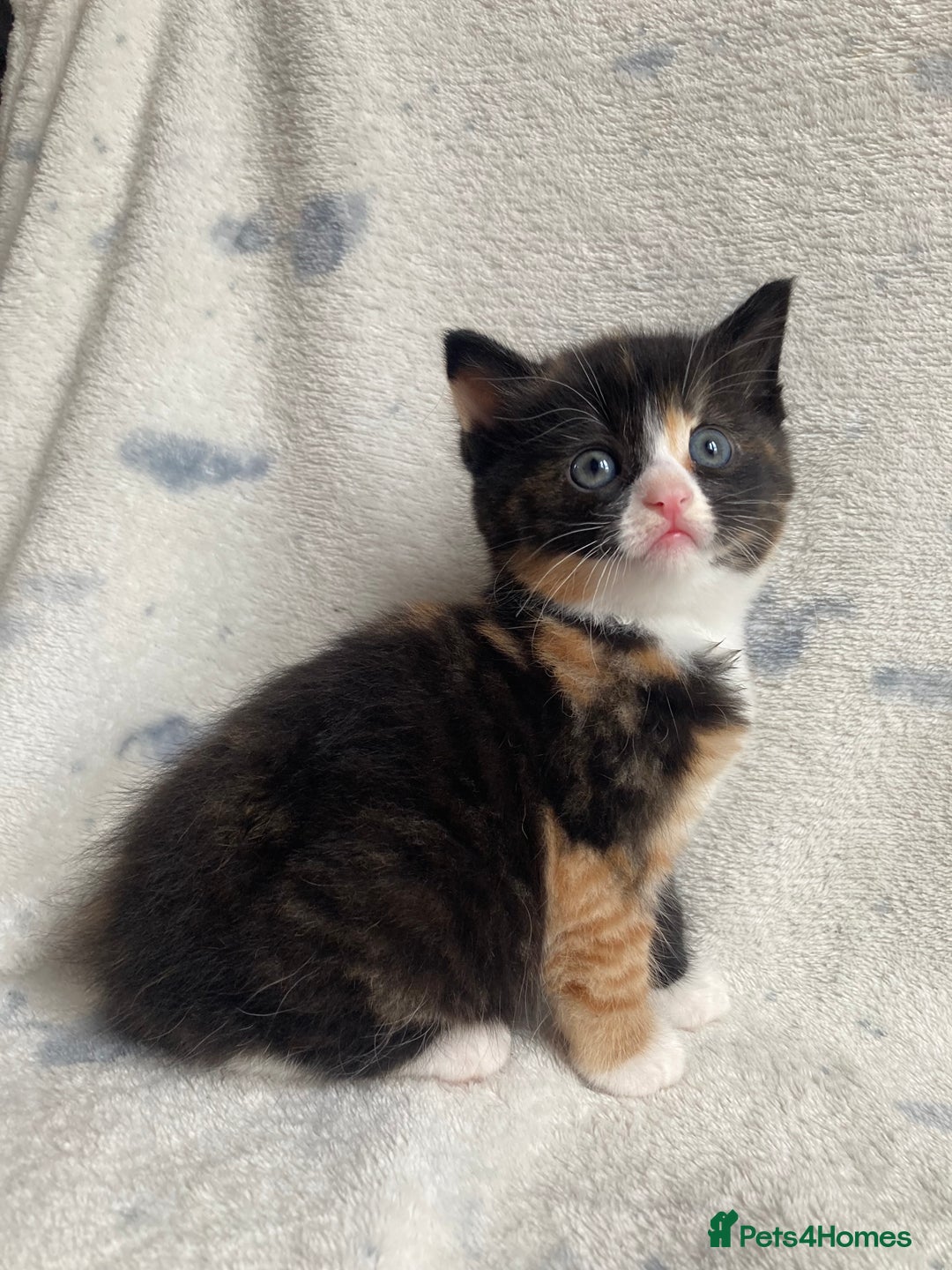 Maine Coon cats for sale: Main coon x  - Image 2