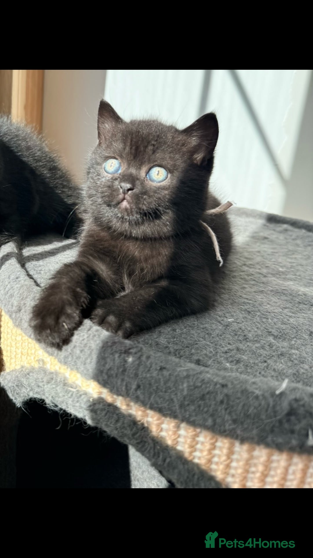 British Shorthair cats 🐾 British shorthair kitten for sale 🐾 - Advert 2