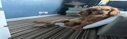 Cocker Spaniel dogs for sale: Male cocker spaniel looking for forever home - Advert 4