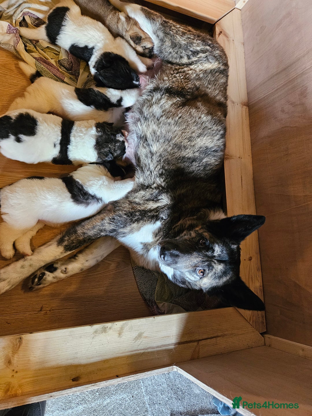 Akita dogs for sale: Beautiful Akita puppies - Advert 7