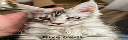 Maine Coon cats for sale: GCCF Registered Maine Coon Kittens Peterborough - Advert 15