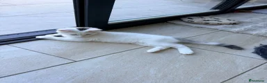 Bengal 2