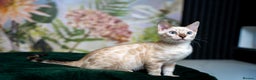Bengal cats for sale: SNOW LYNX PURE BENGAL BOY-Frankie-Top Personality - Advert 21