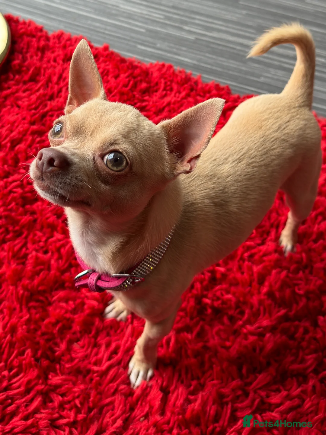 Chihuahua dogs for stud: Micro Chihuahua Stud Cream Fawn - With Clinic in Milton Keynes - Advert 2