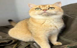 British Shorthair cats for sale: Stunning & affectionate BSH Golden girl - Image 4