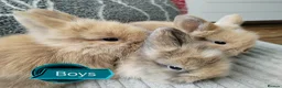Lionhead rabbits for sale: Lionhead double maned - Advert 4