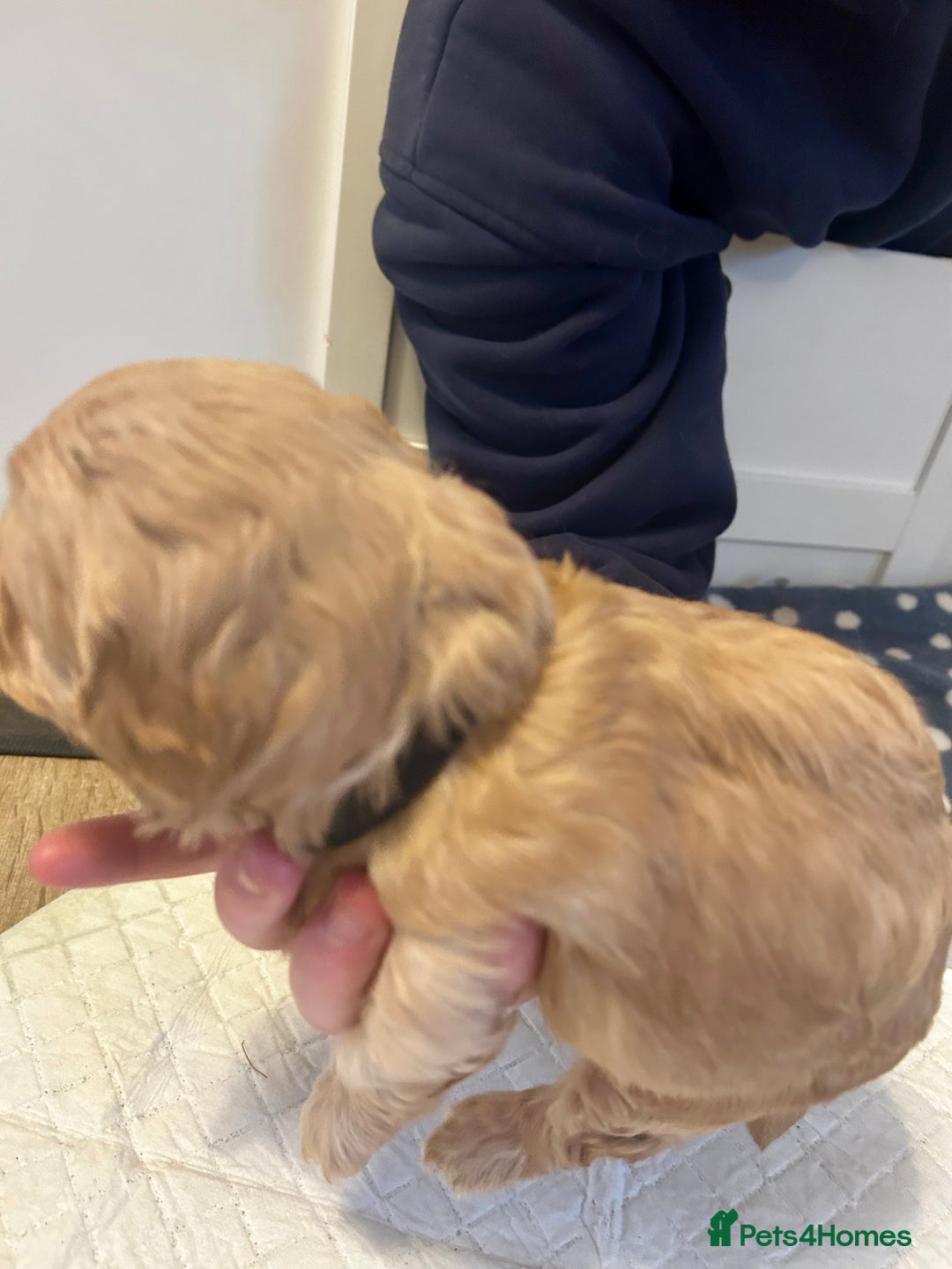 Cavapoochon dogs for sale: Cavapoochons 5 girls 2 boys - Advert 21