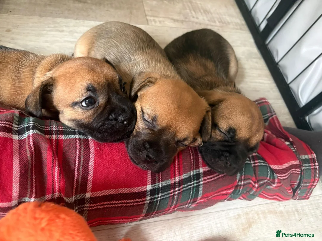 Mixed Breed dogs for sale: Mixed breed puppies looking for family homes - Advert 1