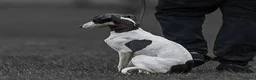 Whippet dogs for stud: KC Whippet For Stud - Advert 2