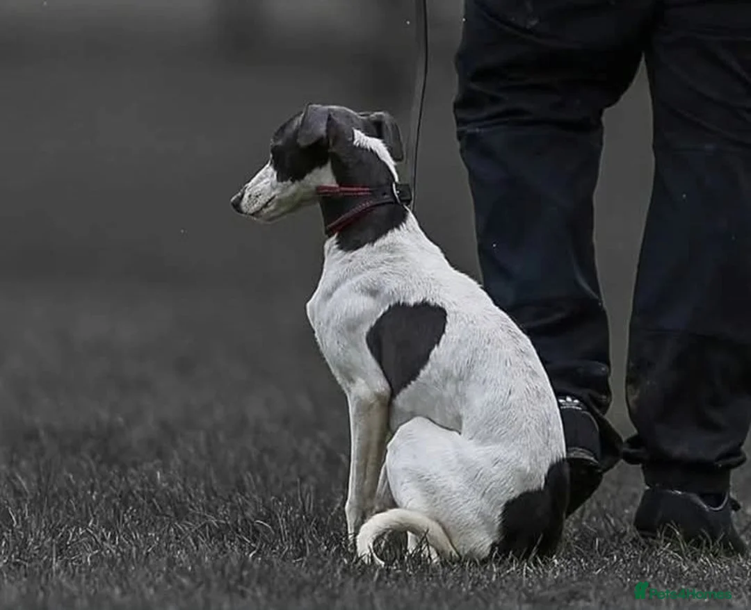 Whippet dogs for stud: KC Whippet For Stud - Advert 2