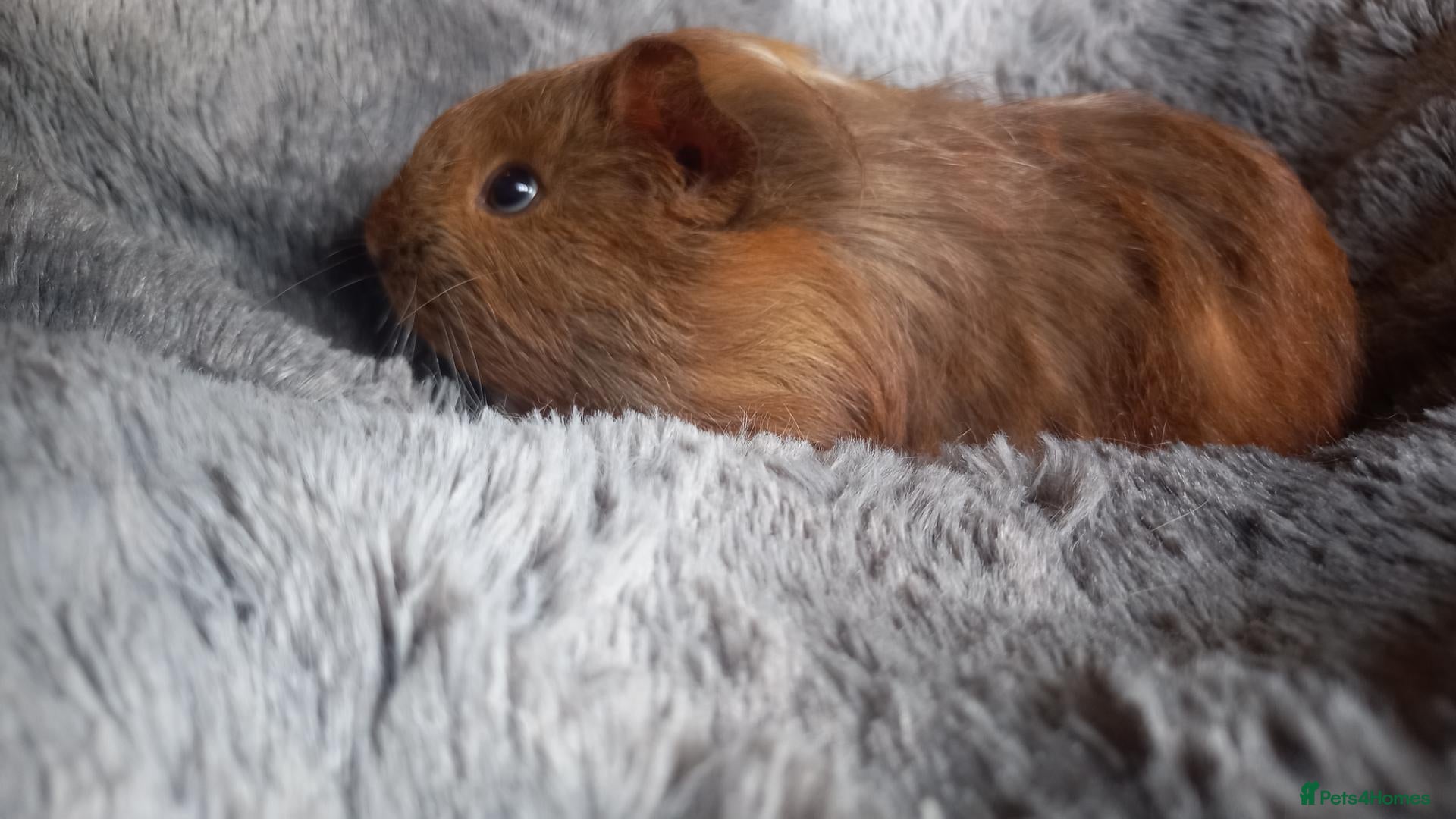 Guinea Pig rodents Baby Guinea Pigs for Sale - Ready Now. - Advert 4