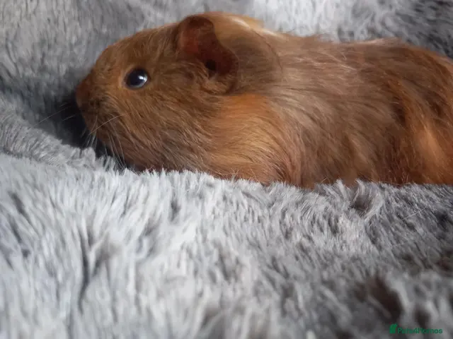 Guinea Pig rodents Baby Guinea Pigs for Sale - Ready Now. - Advert 17