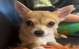 Chihuahua dogs for sale: Puppy chihuahua girl - Image 4