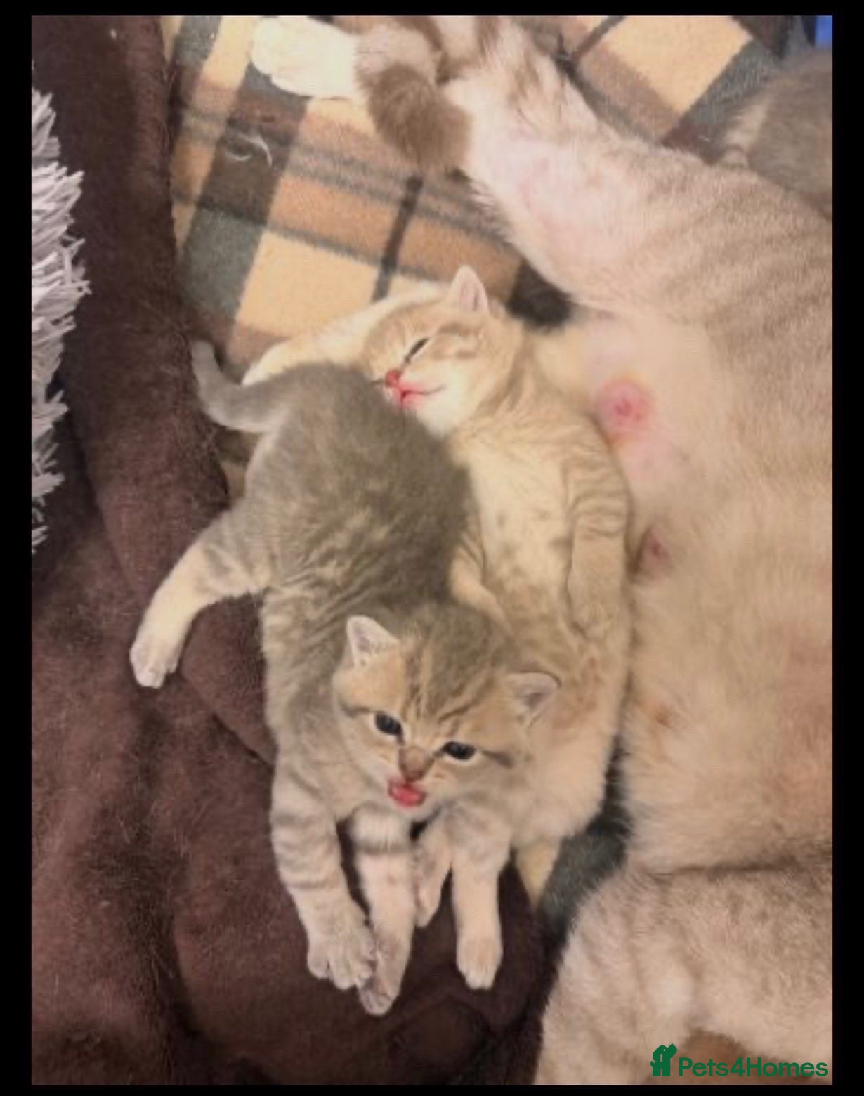 British Shorthair cats 🐾 British Shorthair Kittens - Advert 12