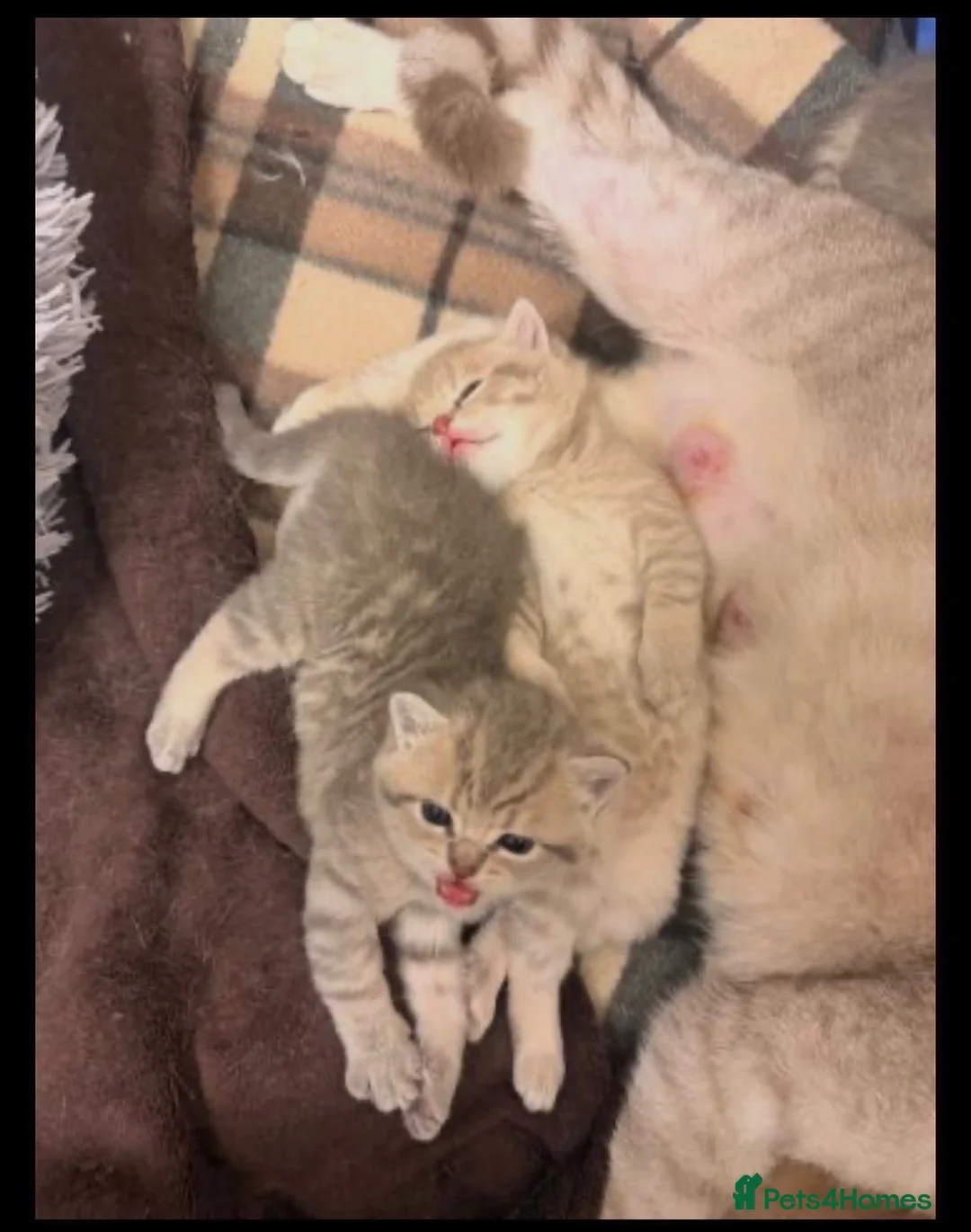 British Shorthair cats for sale: 🐾 British Shorthair Kittens - Advert 1