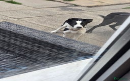 Border Collie dogs for sale: 7 month border collie for sale - Image 3