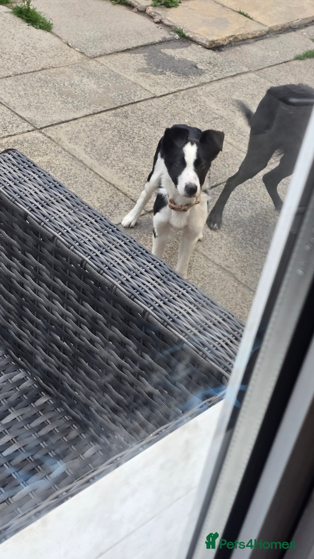 Border Collie dogs for sale: 7 month border collie for sale - Image 3