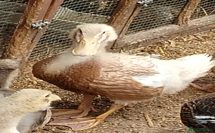 Ducks poultry - Advert 7