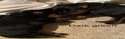 Rottweiler dogs for sale: Germany and America Rottweiler mix - Advert 17