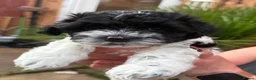Havanese dogs for sale: Beautiful Havanese Puppies Ready Now - Advert 5