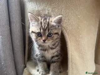 British Shorthair cats British shorthair kittens - Advert 3