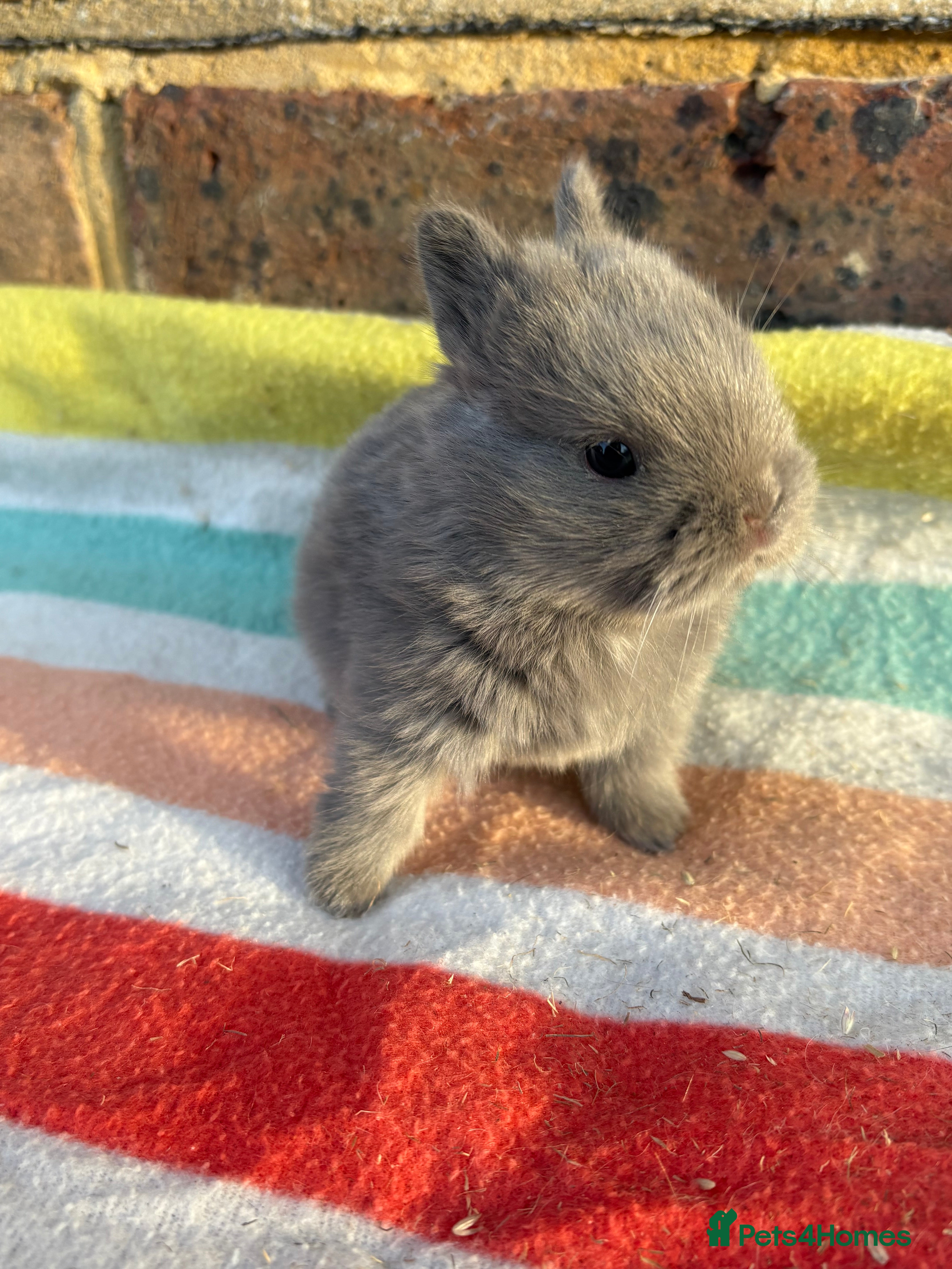 Netherland Dwarf rabbits Sweet Netherland Dwarf bunnies  - Advert 13